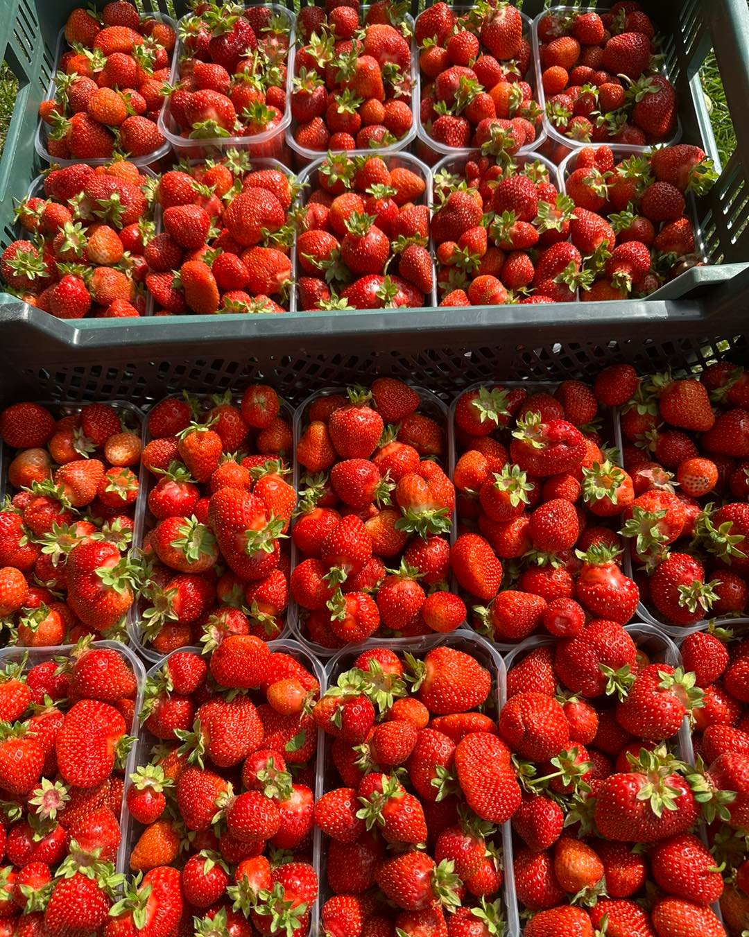 Dėžės su sukrautomis šviežių braškių pakuotėmis lauke